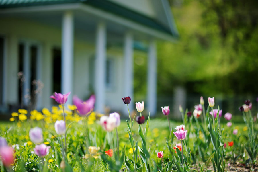 Photo of wildflowers with home in the background